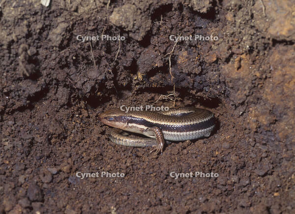 ニホントカゲ　越冬　神奈川県宮ケ瀬　２月 [NNP110000005]