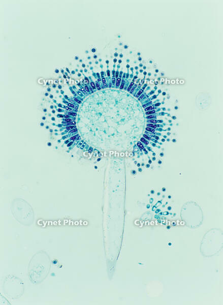 コウジカビ [NNP110000006]