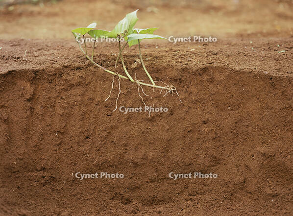 サツマイモ　定点A①/6　7月11日　7月4日に植えた [NNP110000008]