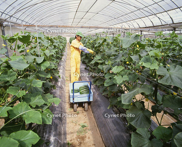 ビニルハウスのキュウリ収穫 [NNP110000011]