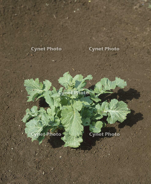 アブラナ [NNP110000044]