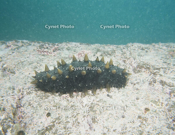 マナマコ　北海型 [NNP110000048]