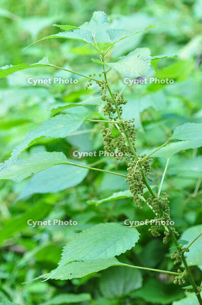 カラムシ [NNP110000050]