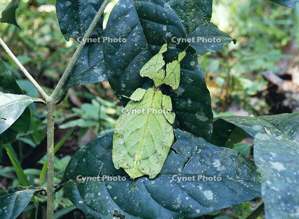 オオコノハムシ [NNP110000051]