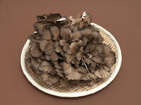 舞茸 [YOS110002311]