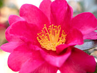 サザンカ　立寒椿　勘次郎 [YOS110002321]