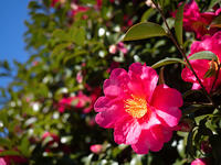 サザンカ　立寒椿　勘次郎 [YOS110002322]