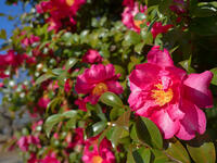 サザンカ　立寒椿　勘次郎 [YOS110002323]