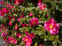 サザンカ　立寒椿　勘次郎 [YOS110002324]