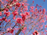 寒紅梅 [YOS110002384]