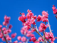 紅梅　大盃 [YOS110002385]