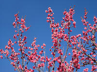 紅梅　大盃 [YOS110002386]