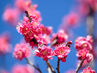 紅梅　大盃 [YOS110002387]