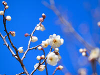 白梅　冬至梅 [YOS110002392]