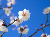 白梅　冬至梅 [YOS110002393]