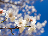 白梅　冬至梅 [YOS110002395]