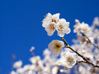 白梅　冬至梅 [YOS110002396]