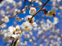 白梅　八重冬至 [YOS110002397]