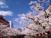 目黒川の桜並木　東京都 [YOS110002401]