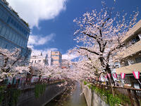 目黒川の桜並木　東京都 [YOS110002402]