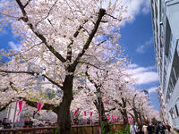 目黒川の桜並木　東京都 [YOS110002403]