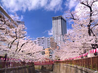 目黒川の桜並木　東京都 [YOS110002405]