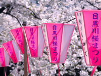 目黒川の桜並木　東京都 [YOS110002406]