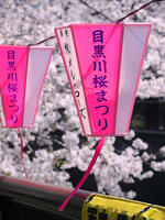 目黒川の桜並木　東京都 [YOS110002407]