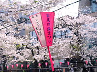 目黒川の桜並木　東京都 [YOS110002408]