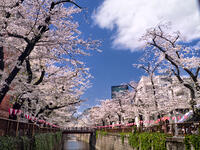 目黒川の桜並木　東京都 [YOS110002409]