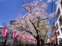 目黒川の桜並木　東京都 [YOS110002410]