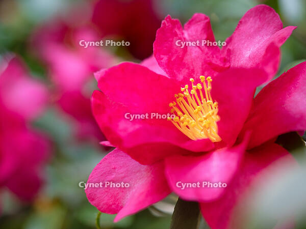 サザンカ　立寒椿　勘次郎 [YOS110002320]