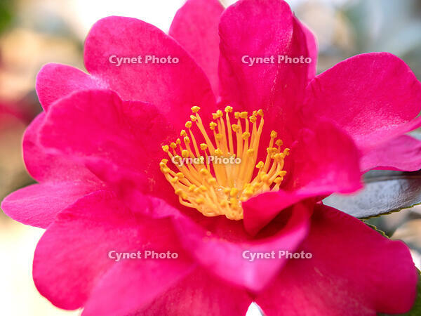 サザンカ　立寒椿　勘次郎 [YOS110002321]