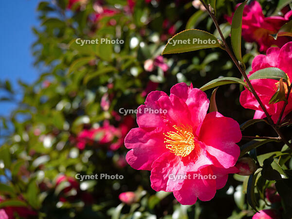 サザンカ　立寒椿　勘次郎 [YOS110002322]