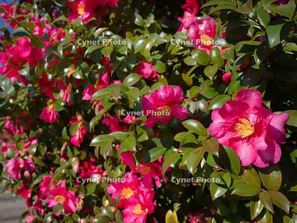 サザンカ　立寒椿　勘次郎 [YOS110002324]