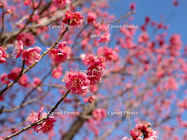 寒紅梅 [YOS110002384]