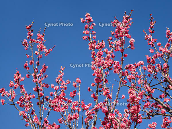 紅梅　大盃 [YOS110002386]