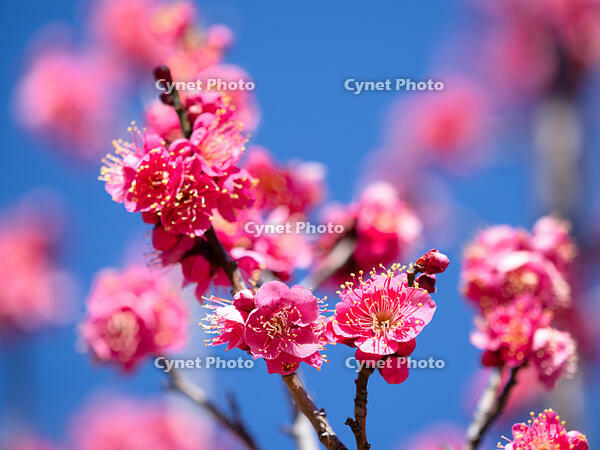 紅梅　大盃 [YOS110002387]