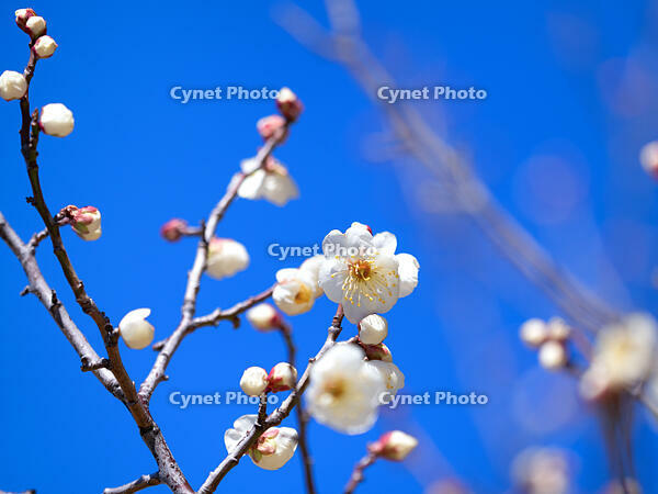 白梅　冬至梅 [YOS110002392]