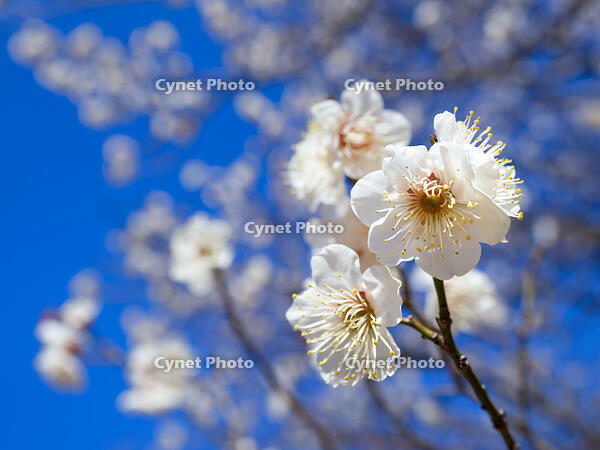 白梅　冬至梅 [YOS110002394]