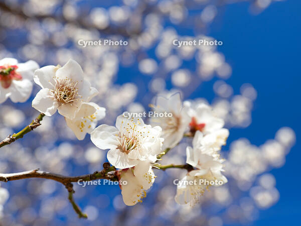 白梅　冬至梅 [YOS110002395]