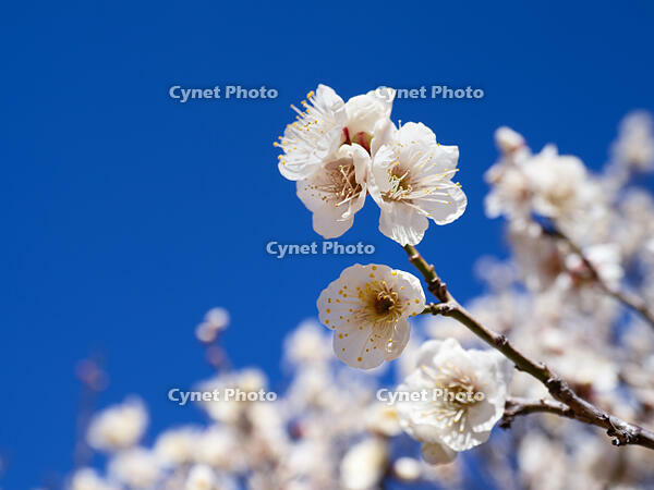 白梅　冬至梅 [YOS110002396]