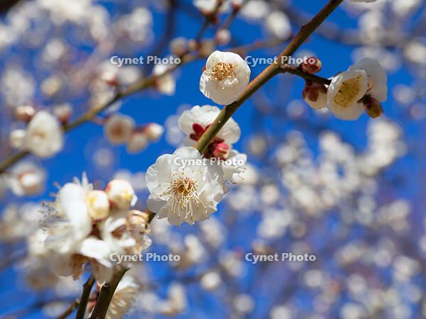 白梅　八重冬至 [YOS110002397]