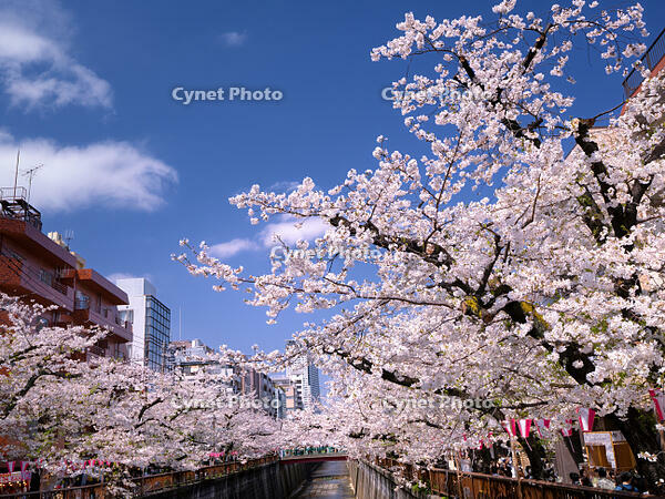 目黒川の桜並木　東京都 [YOS110002401]