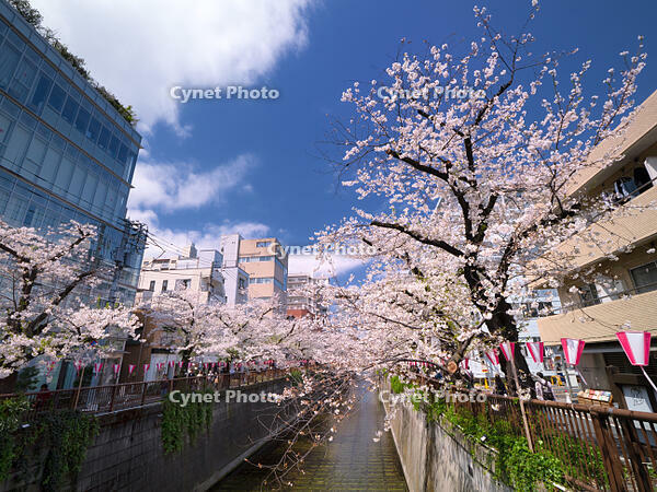 目黒川の桜並木　東京都 [YOS110002402]