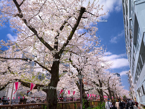 目黒川の桜並木　東京都 [YOS110002403]
