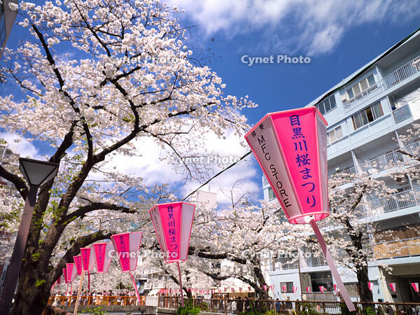 目黒川の桜並木　東京都 [YOS110002404]