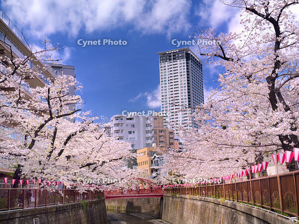 目黒川の桜並木　東京都 [YOS110002405]