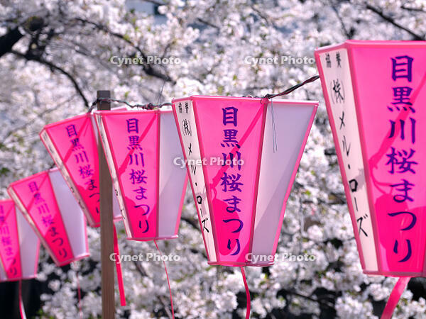 目黒川の桜並木　東京都 [YOS110002406]