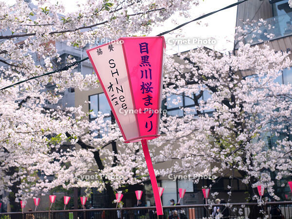 目黒川の桜並木　東京都 [YOS110002408]